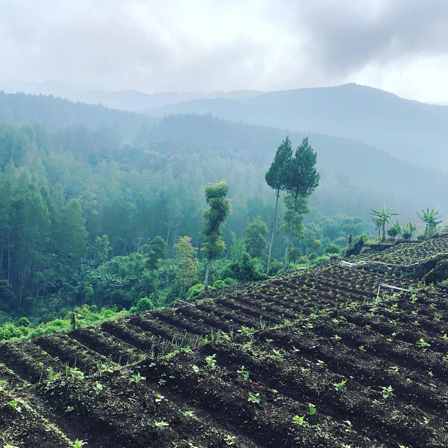 Rully's Farm Lembang