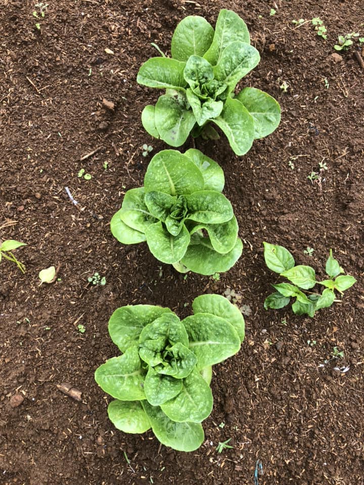 Sayuran Dataran Tinggi